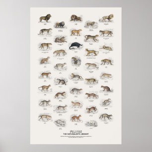 Affiche Félins - Bibliothèque du naturaliste