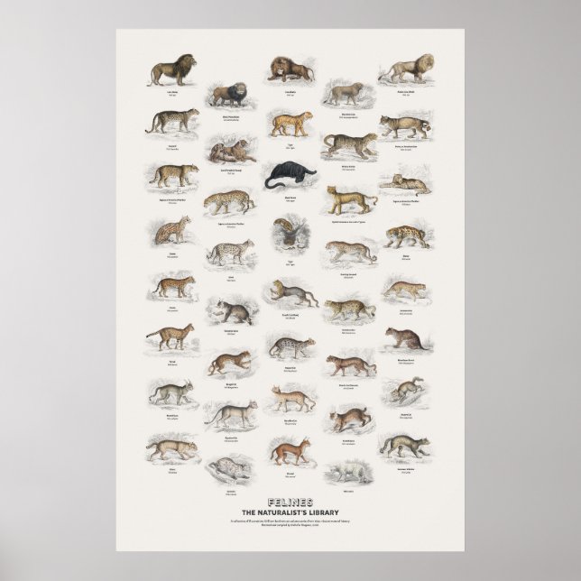 Affiche Félins - Bibliothèque du naturaliste (Devant)