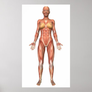 Affiche Female Muscular System, Front View