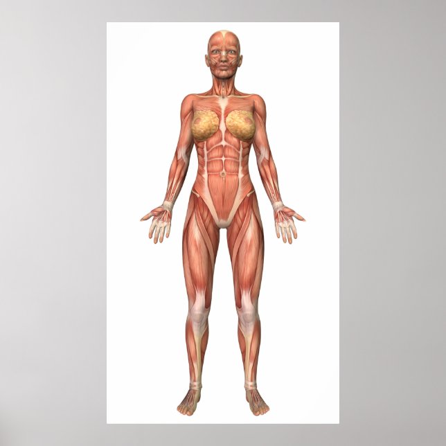 Affiche Female Muscular System, Front View (Devant)