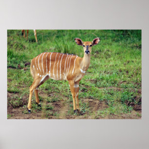 Affiche Femelle nyala, réserve de chasse Hluhluwe-Umfolozi