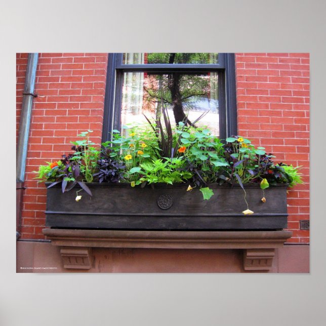 Affiche Fenêtre Brooklyn (Devant)