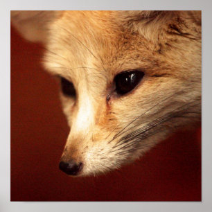 Affiche Fennec Fox