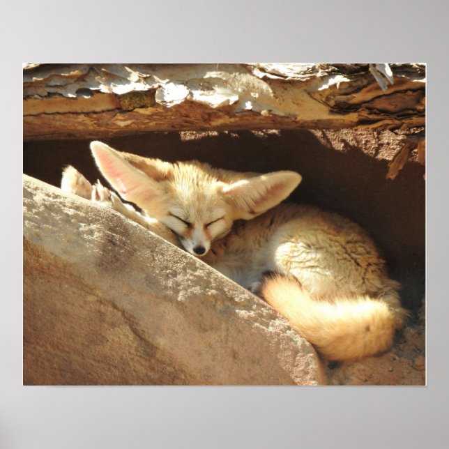 Affiche Fennec Fox (Devant)