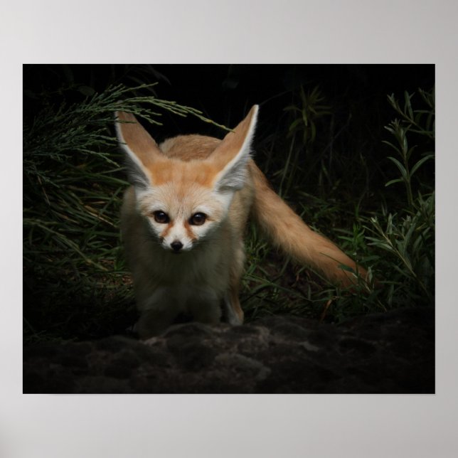 Affiche Fennec Fox (Devant)