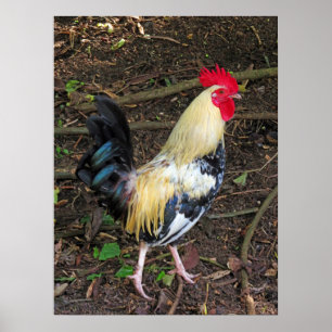 Affiche Feral Rooster