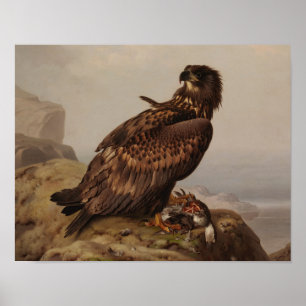 Affiche Ferdinand von Wright - Aigle à queue blanche
