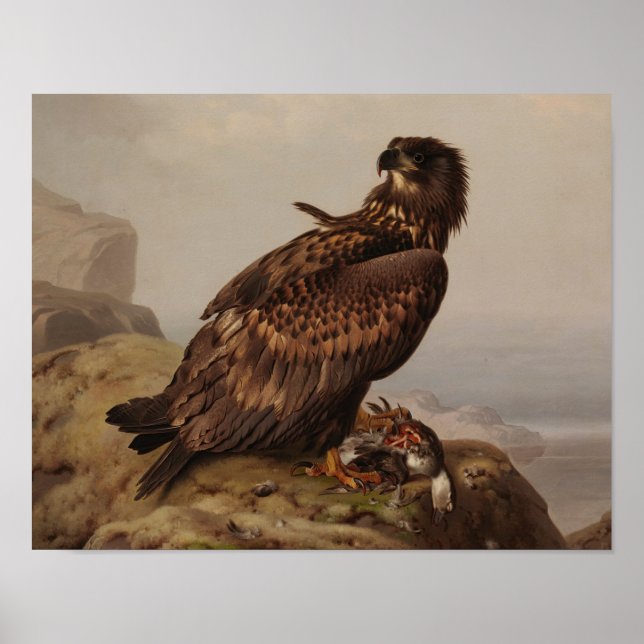 Affiche Ferdinand von Wright - Aigle à queue blanche (Devant)