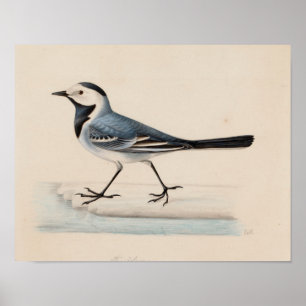 Affiche Ferdinand von Wright - White Wagtail