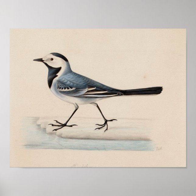 Affiche Ferdinand von Wright - White Wagtail (Devant)