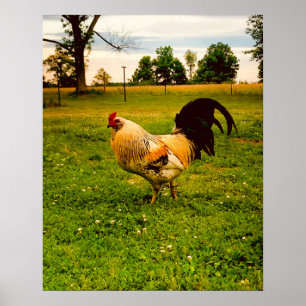 Affiche Ferme de Coq Coloré Photo de Vie
