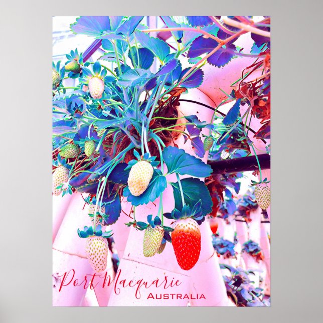 Affiche Ferme de fraises Port Macquarie Australie (Devant)