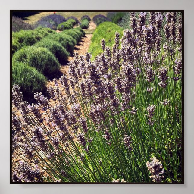 Affiche Ferme de Lavender (Devant)