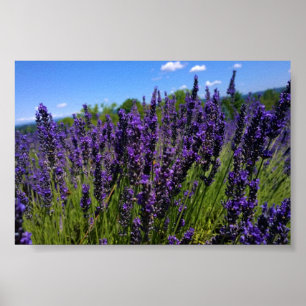 Affiche Ferme de Lavender