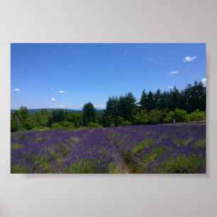 Affiche Ferme de Lavender