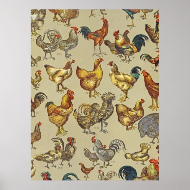 Affiche Ferme de poulets Coq Pays Animal (Devant)