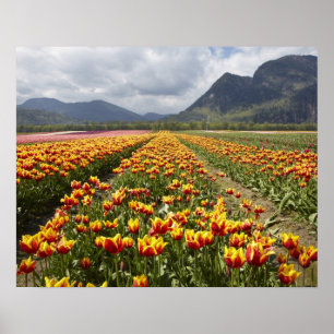 Affiche Ferme de tulipes près d'Agassiz, Colombie-Britanni