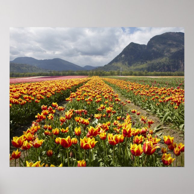 Affiche Ferme de tulipes près d'Agassiz, Colombie-Britanni (Devant)