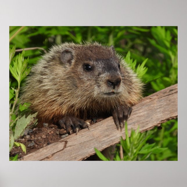 Affiche Fermer Bébé mignonne Bois de la marmotte (Devant)