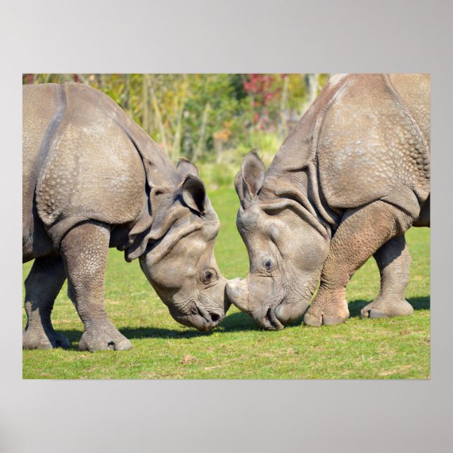 Affiche Fermer deux rhinocéros indiens (Devant)