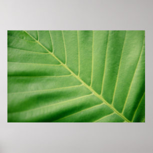 Affiche Fermer la photo de la feuille verte