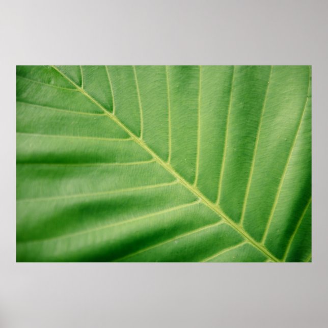 Affiche Fermer la photo de la feuille verte (Devant)