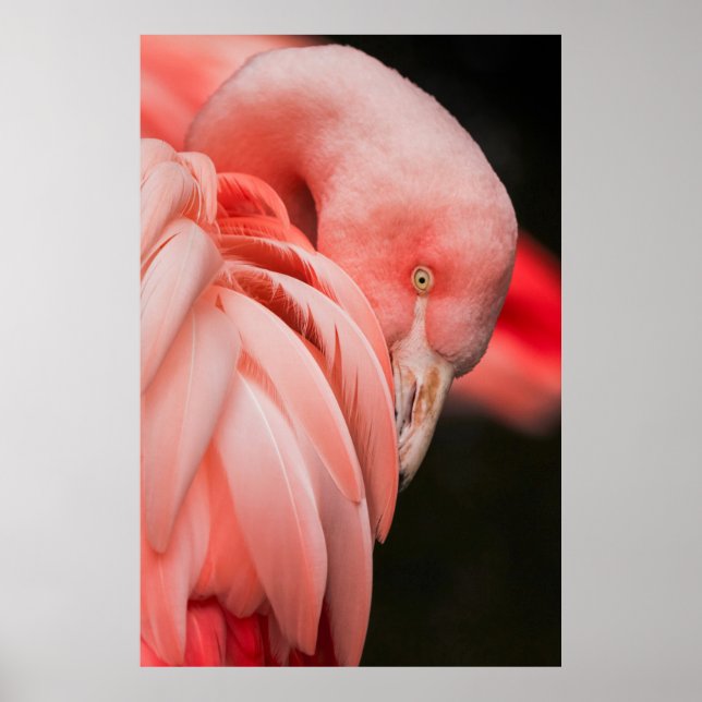 AFFICHE FERMER LA PHOTOGRAPHIE D'UN OISEAU ROSE (Devant)