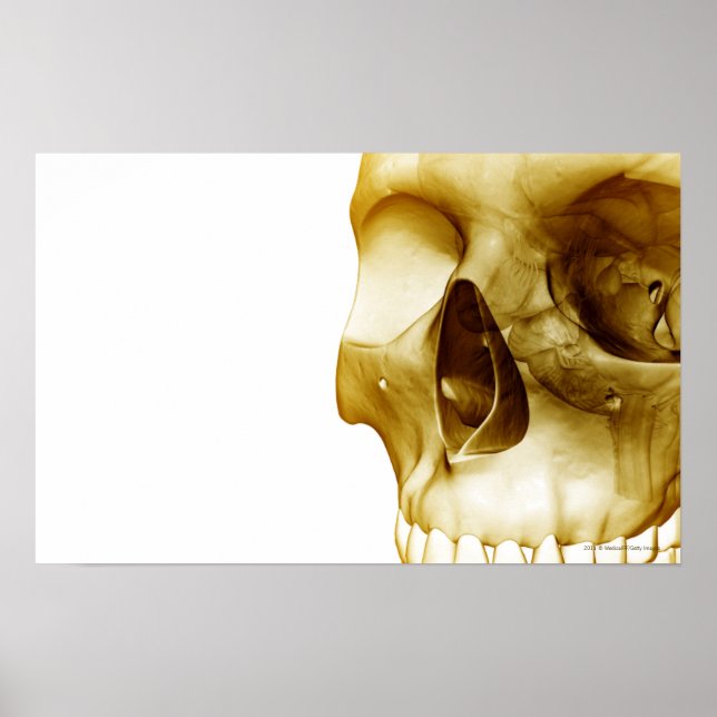 Affiche Fermer la vue frontale du cerveau à l'intérieur du (Devant)