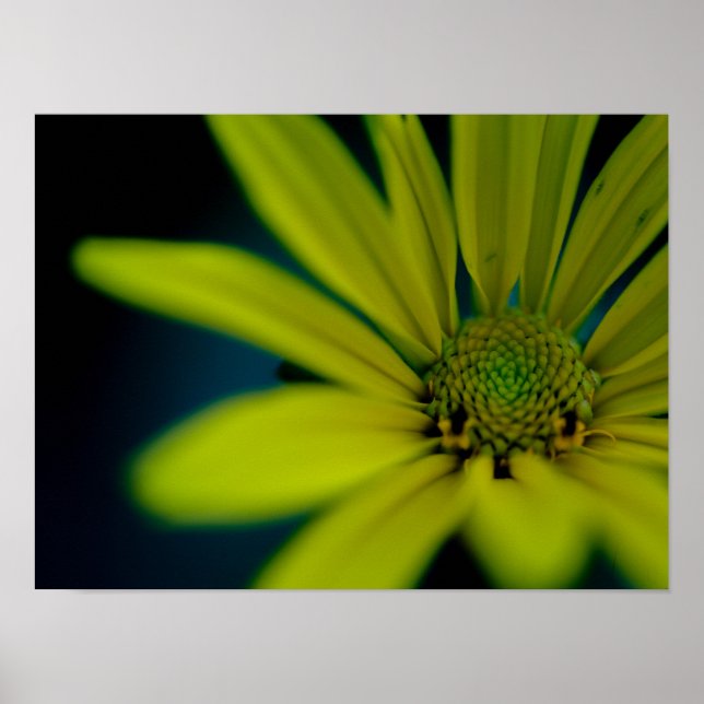 Affiche Fermer le Fleur sauvage jaune (Devant)