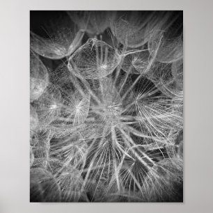 Affiche Fermer Macro Dandelion Puffball Nature