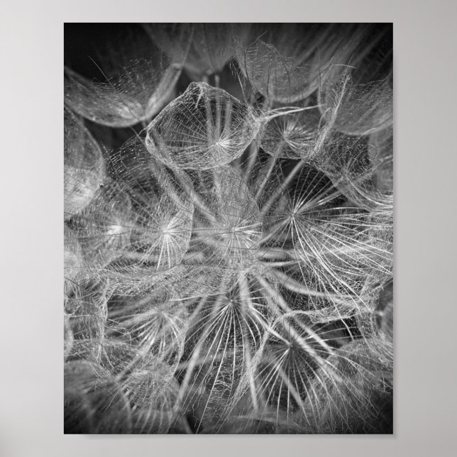 Affiche Fermer Macro Dandelion Puffball Nature (Devant)