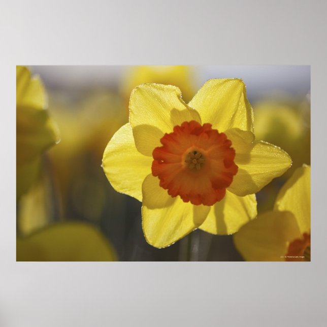 Affiche Fermer une jonquille jaune/orange (Devant)