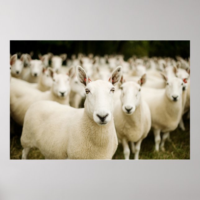 Affiche Fermes | Troupeau de moutons (Devant)