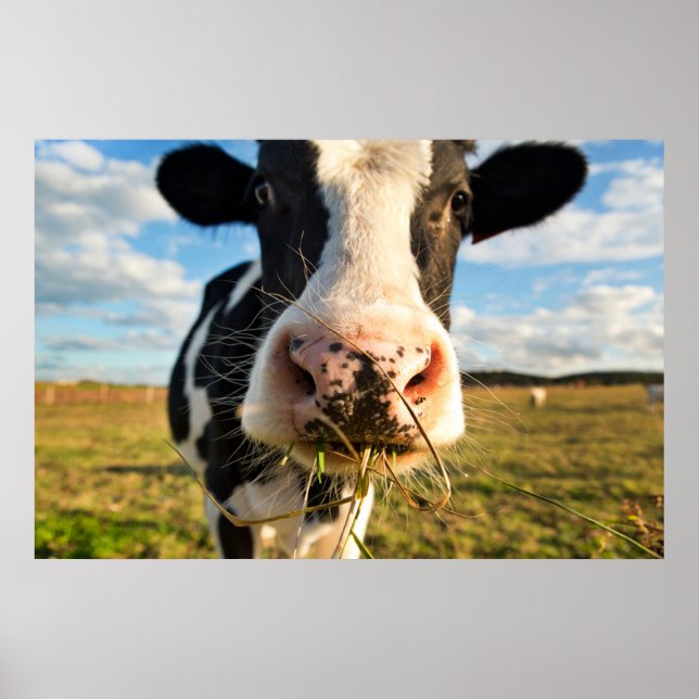 Affiche Fermes | Vache Holstein Chewing (Devant)