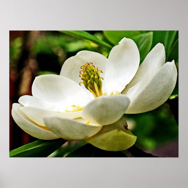 Affiche Fermeture de la fleur de Magnolia (Devant)