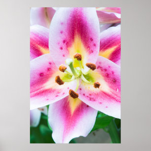 Affiche Fermeture de Lily