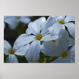 Affiche Fermeture de Phlox