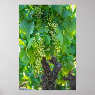 Affiche Fermeture Des Raisins En Train De Maturer