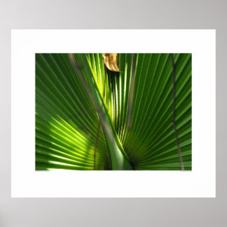Affiche Fermeture photo de la scie Palmetto