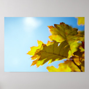 Affiche Fermez-vous du feuille jaune d'automne