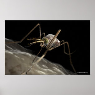 Affiche Fermez-vous vers le haut de mordre du moustique 3d