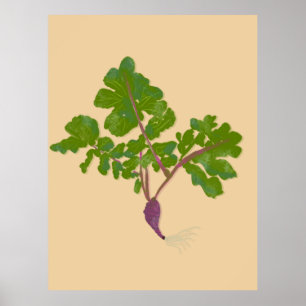 Affiche Fermier Radish Turnips Jardinage Plante