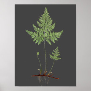 Affiche Fern,