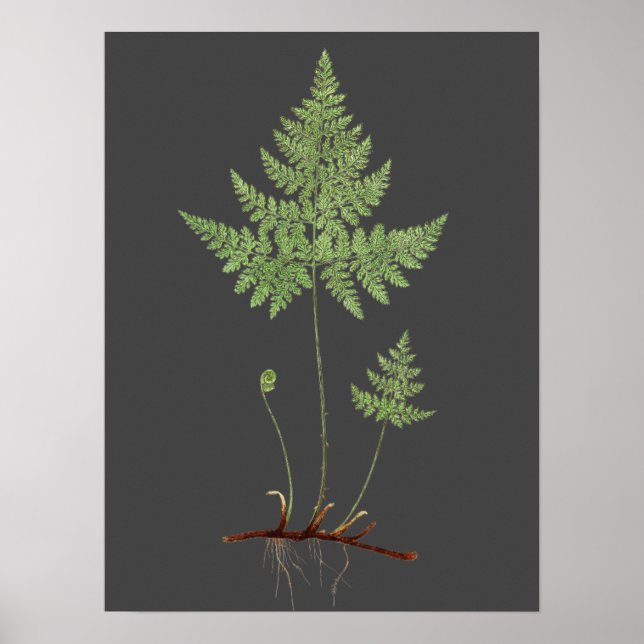 Affiche Fern, (Devant)
