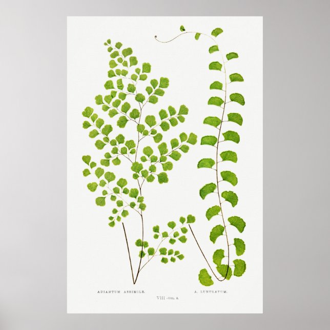 Affiche Fern (Devant)