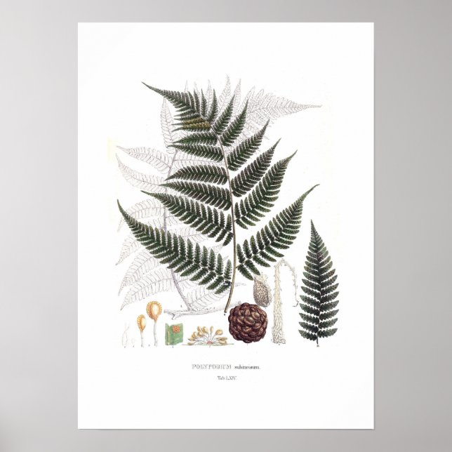 Affiche Fern (Devant)