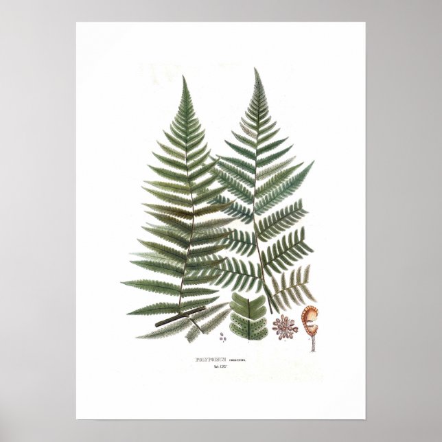 Affiche Fern (Devant)