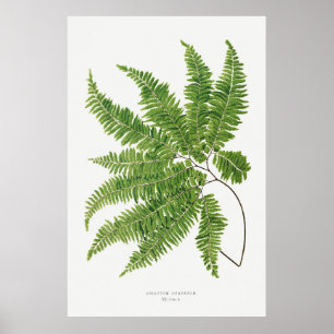 Affiche Fern 2