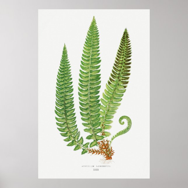 Affiche Fern 3 (Devant)