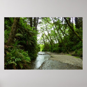 Affiche Fern Canyon II au Parc national de Redwood